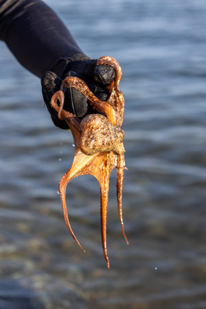 A fisherman or diver hand in a glove holding an octopus on a sandy beach washed by waves at the...