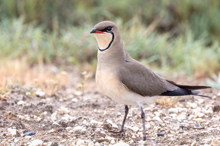 Collared pratincole or Glareola pratincola, also known as the common pratincole or red-winged pratincole of Glareolidae family, spring reproduction and nesting, blurry background.の写真素材