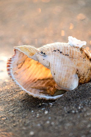 Seashell, sea crab and sea urchin, class Echinoidea regular echinoids, living organism, under the...