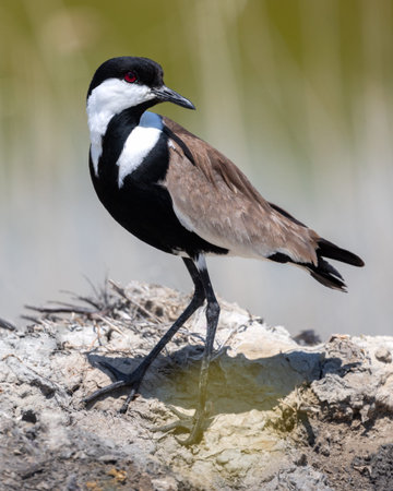 Spur-winged lapwing or plover Vanellus spinosus on Delta Evros Greece.の写真素材