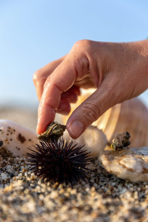 Seashell, sea crab and sea urchin, class Echinoidea regular echinoids, living organism, under the...