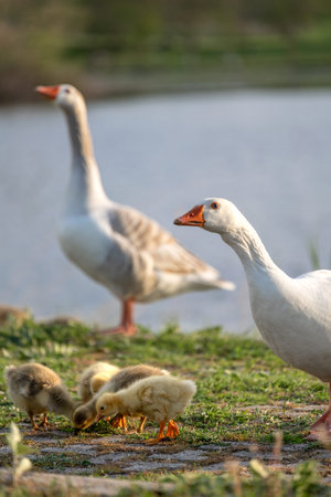 Panoramic view of Tychero Lake in Soufli region Evros Greece, a gaggle of young geese and ducks walking near to the lake on the green grass, geese family.の写真素材