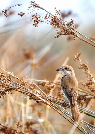 Red-backed shrike female or Lanius collurio sitting on the branch, male or female species, breeding or reproduction behavior, migratory and wintering on Evros Delta, Greece.の写真素材