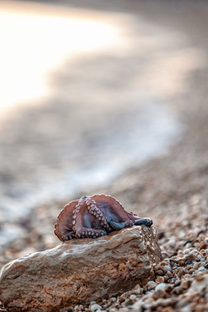 Alive octopus laying on the sandy beach washing by waves at the golden light, beautiful bokeh.