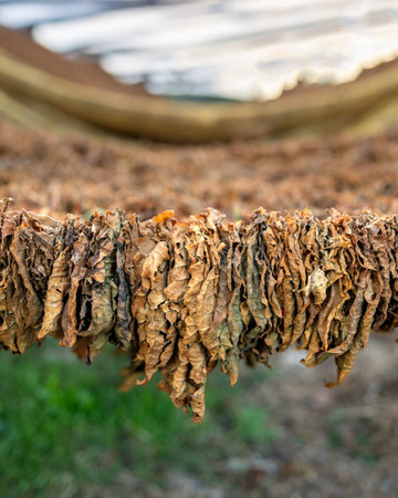 Harvest of Basmas or Basma tobacco fields, fresh green and dry leaf aromatic type cultivated in Xanthi, Rodopi, Evros, premium cigarettes and pipe products, Cuba and Havana cigar plantations, cancer.の写真素材