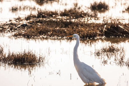 The great egret or Ardea alba or common egret, large white heron bird on National park of Evros...