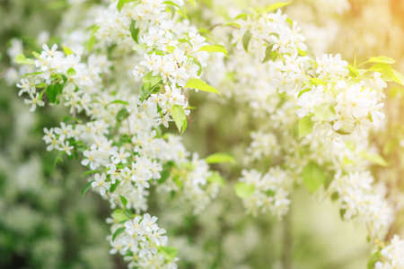 blossoming apple tree branches in the rays of the spring sunの写真素材