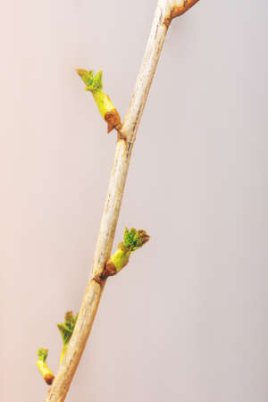 Currant branch, vertical, on a gray background, close-up. Currant in the foreground in focus. Copy spaceの写真素材