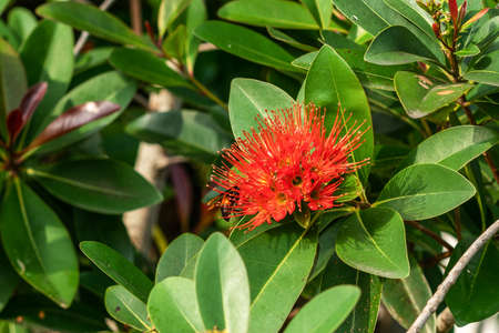 Flowers Ixora coccinea - family Rubiaceae. flowering shrub growing in South India, Bangladesh,...
