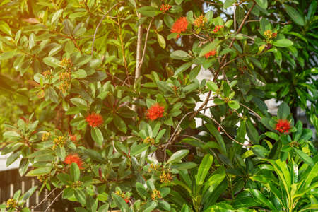 Flowers Ixora coccinea - family Rubiaceae.の写真素材