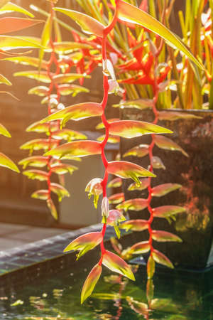 Beautiful blooming tropical Heliconia flower grown in the garden of the houseの写真素材