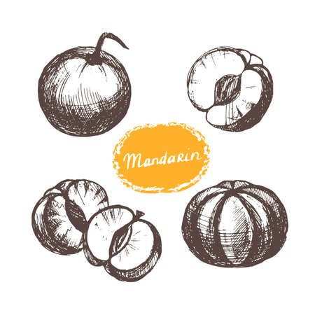 Set mandarins whole and peeled.のイラスト素材