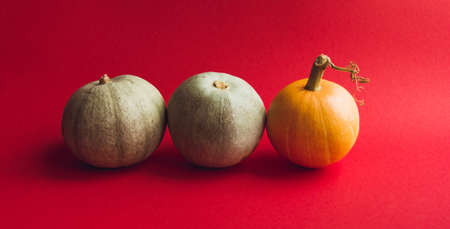 Composition of pumpkin on a red background. The concept of thanksgiving and Halloween and autumnの写真素材