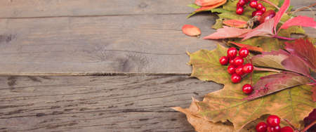 Concept of autumn, thanksgiving, harvest. Autumn leaves and berries on a wooden backgroundの写真素材