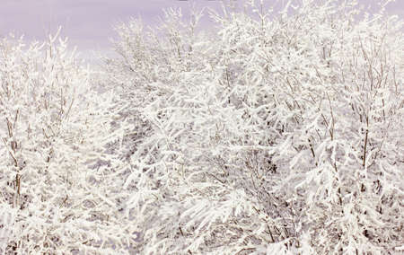 Winter Landscape with Snow and Trees, tree branches in the snow, winter fairy tale