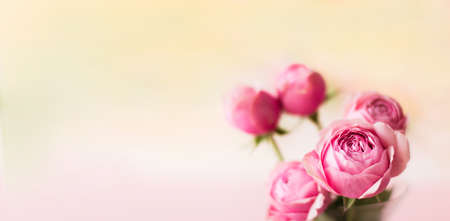 Spring flower arrangement of fresh roses on a light pastel background. Festive floral concept with...