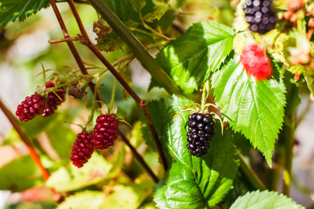 A branch of glossy red and black blackberries (Rubus ulmifolius) hanging in the green shade of the...