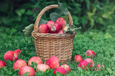 A wicker basket with fresh red apples on the green grass of the lawn. Autumn image, autumn photo, food decor, autumn lightの写真素材