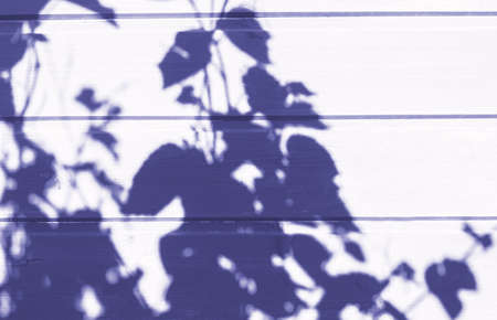 wood wall grunge texture wall leaf vegetable shadow background.Summer background with minimal...