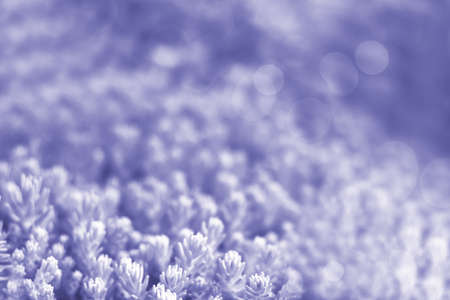 bokeh background from nature forest out of focus, summer background, soft focus Toned in color of the year 2022, very periの写真素材