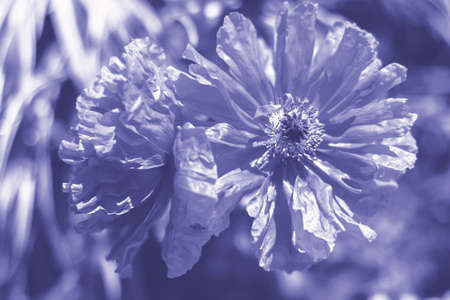 Poppy flowers. Summer background with copy space Toned in color of the year 2022, very peri