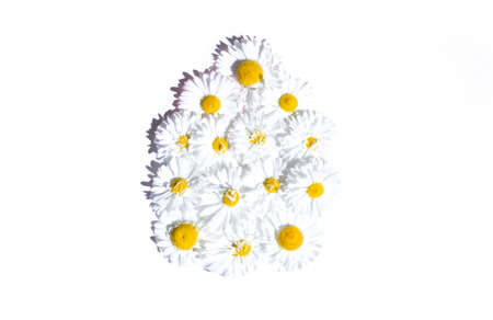 Easter minimal background with a silhouette of an egg made of white flowers. Creative concept of Happy Easter Flat Lay top viewの写真素材