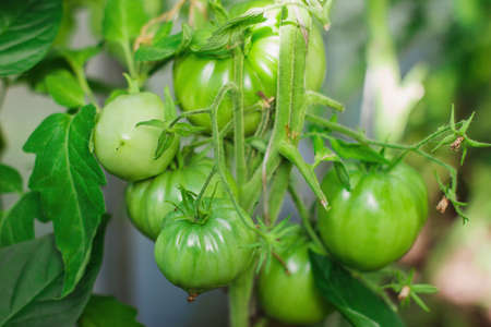 Close-up of green tomatoes on a branch of young seedlings in a greenhouse or greenhouse, the concept of agriculture, your own garden and growing plantsの写真素材