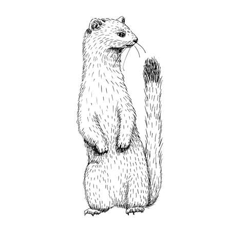 Sketch line art drawing of ermine. Black and white vector illustration. Cute hand drawn animal.