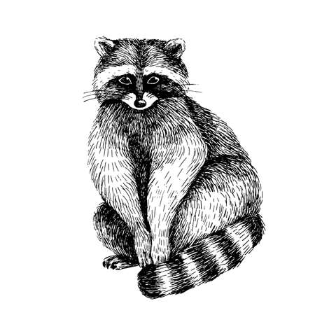 Raccoon. Hand drawn sketch line art image in black and white.のイラスト素材