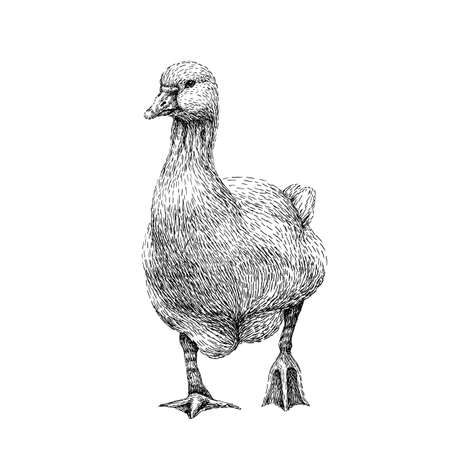 Goose. Duck Illustration in drawing style. Grunge label, sticker for the farm. Line art realistic drawing. Black and white.の写真素材