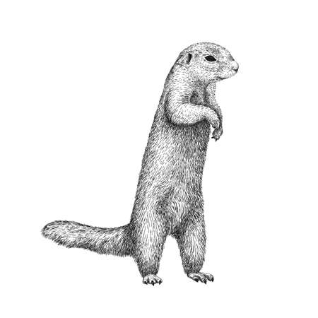 African ground squirrel drawing in sketch style. Hand drawn illustration of beautiful black and white animal. Line art drawing in vintage style. Realistic image of a stand up squirrel.のイラスト素材
