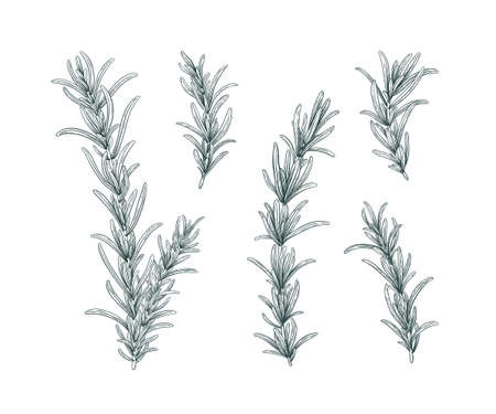 Line art rosemary branches set. Sketch floral illustration isolated on white background. Hand drawn line art retro botanical clipart. Aroma herbs drawing collection. Elegant set of floral elements.のイラスト素材
