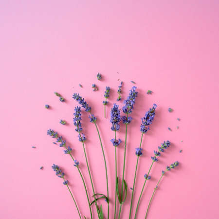 Lavender flowers on the bright pink backgroundの写真素材