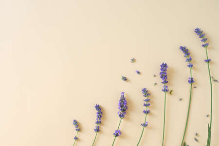 Lavender flowers on the bright yellow background