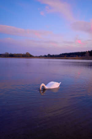 Beautiful swan in the lake at the sunset time. Dramatic purple colorsの写真素材