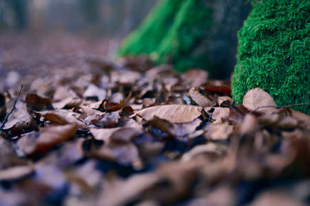 Beautiful green moss on the tree and dry leaves. Mysterious viewの写真素材