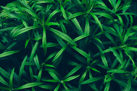 Green leaves background. Beautiful green natural texture
