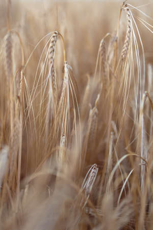 Field of ripe wheat. Autumn harvest concept. Natural background and texture.