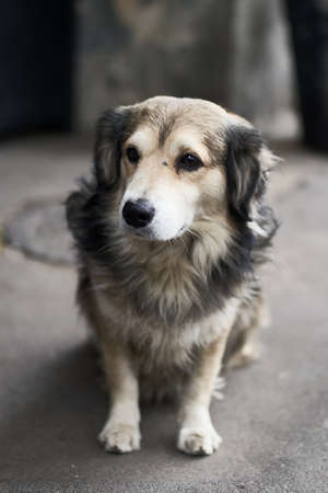 Sad dog sitting by the man. Adopt a dog conceptの写真素材