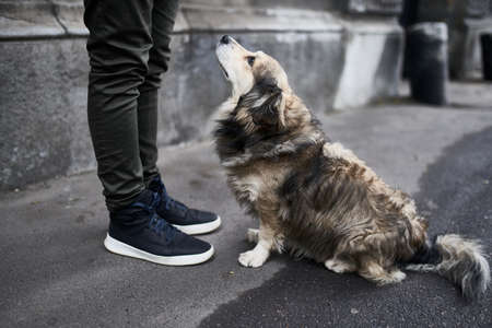 Sad dog sitting by the man. Adopt a dog conceptの写真素材