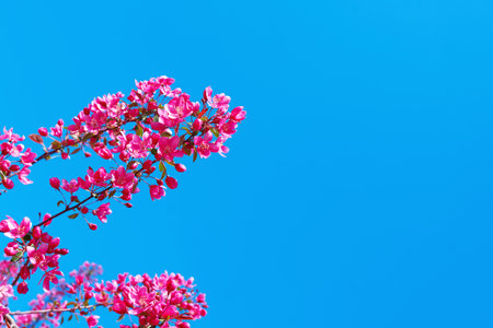 Beautiful pink blossom tree in spring time in sunny day.の写真素材