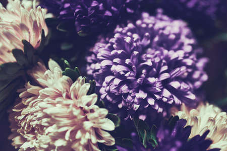 Beautiful purple and pink asters, close-up. Perfect background for Valentines day, Mothers day and...