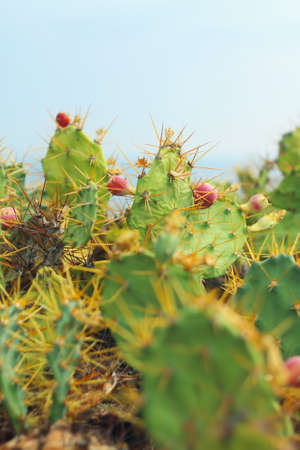 Cactus in bloom on Tenerife, ocean seashore. Vibrant colorsの写真素材