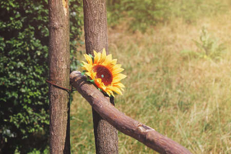 Rustic natural background with sunflower. Close-up of sunflower in countrysideの写真素材