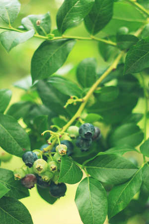 Blueberrys on the branch on a blueberry field farm.の写真素材