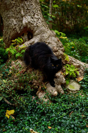 Wild stray black cat with yellow eyes walking on a treeの写真素材