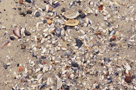 Different seashells on the sand closeup.