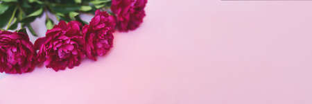 Pink peony background holiday banner.の写真素材