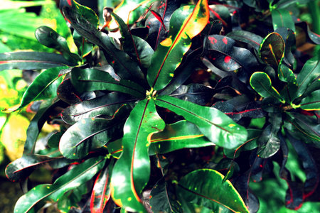 Foliage of tropical leaf texture, abstract pattern nature background.