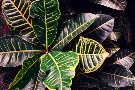 Foliage of tropical leaf texture, abstract pattern nature background.